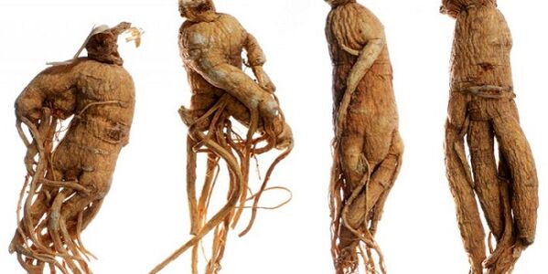 penisi arttırmak için ginseng kökü